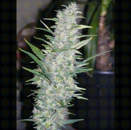 ak4813-1.jpg