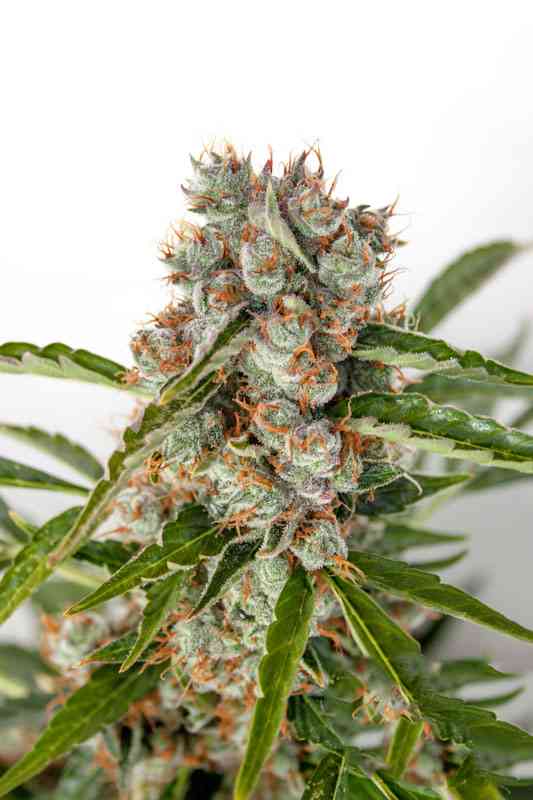 orange bud